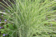 Chinaschilf - Miscanthus sinensis Morning Light - Detailansicht